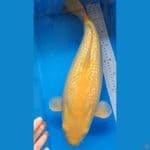 INDUK KARASI GINRIN 50 CM BREED MADINA FM