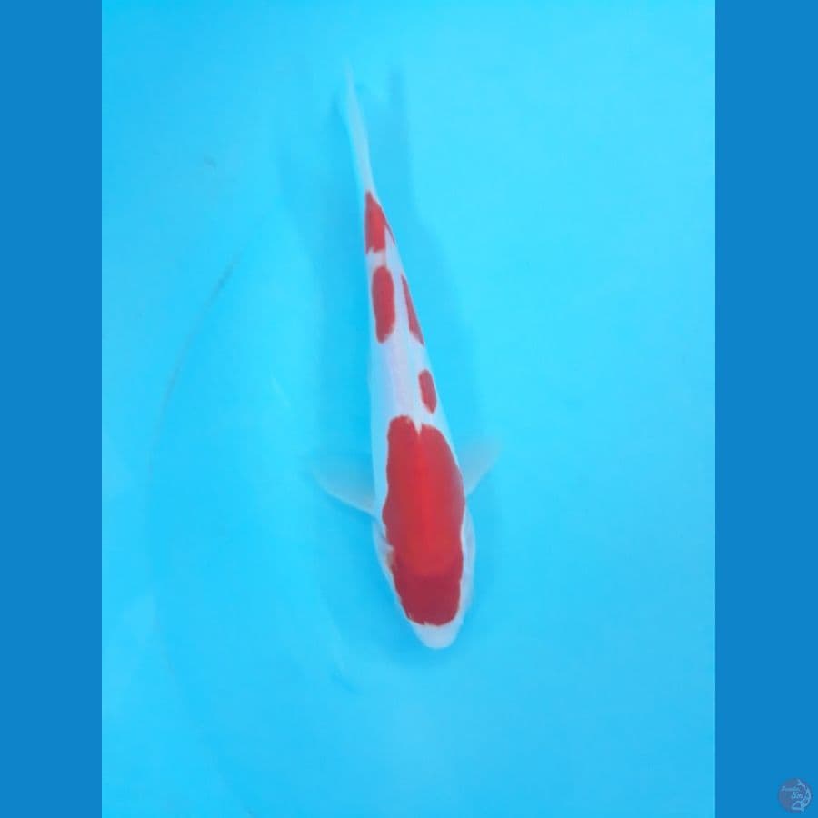 kohaku doit 18cm 