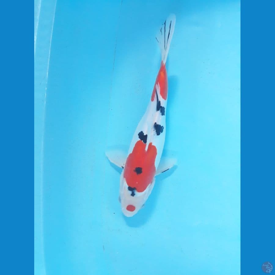 sanke doit 30cm