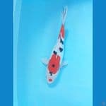 sanke doit 30cm 