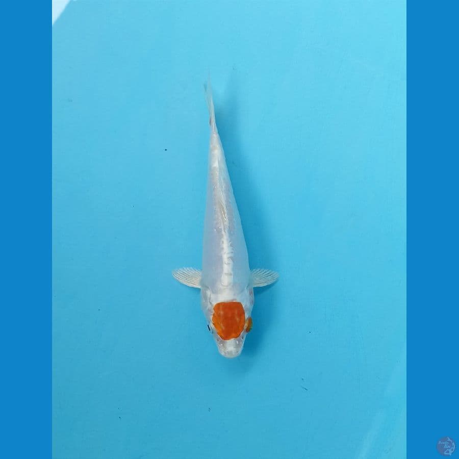 Tc kiko 15cm