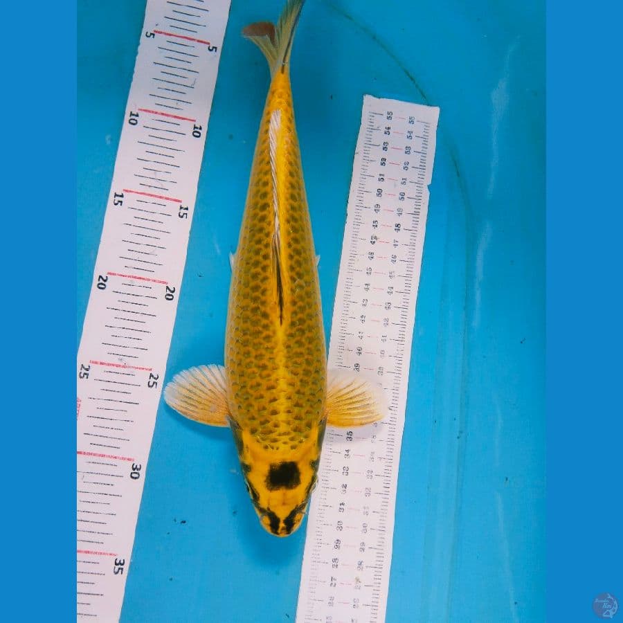 mukasi 31cm jantan