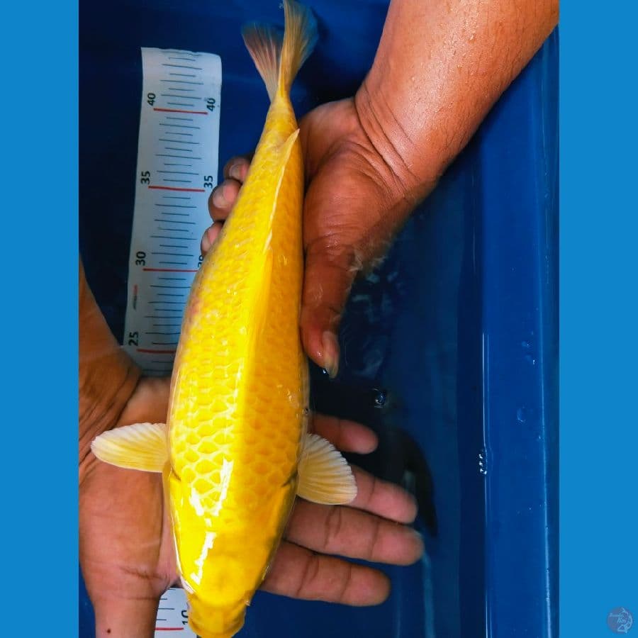 mukasi 32cm betina