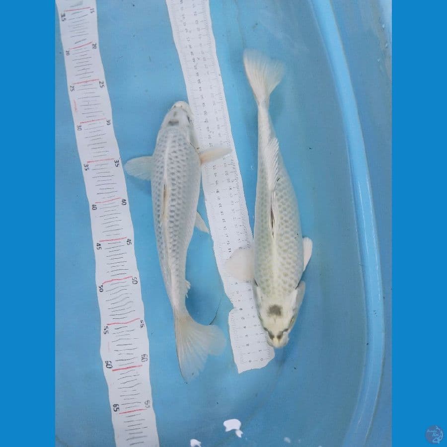 mukasi 32-34cm all jantan