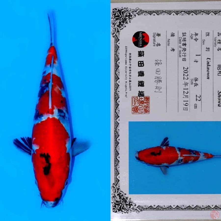 SHINODA SHOWA SANSHOKU HQ 35CM