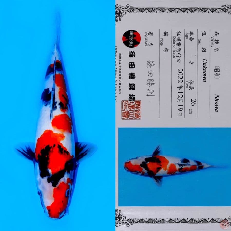 SHINODA SHOWA SANSHOKU HQ 39CM