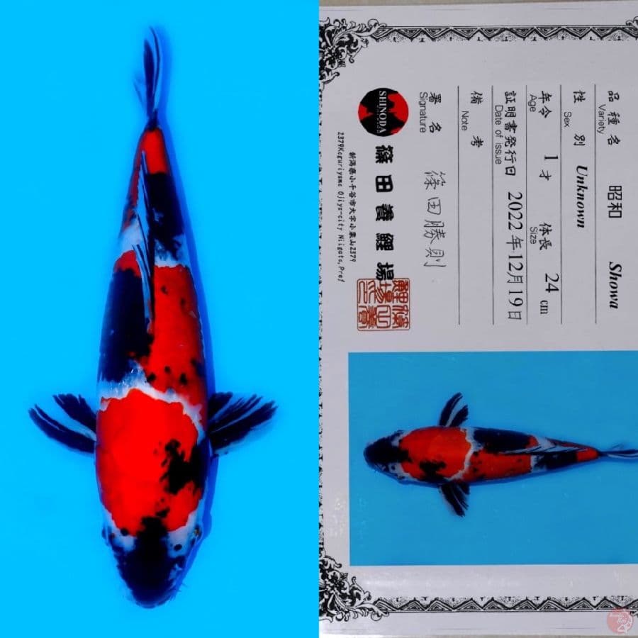 SHINODA SHOWA SANSHOKU HQ 39CM