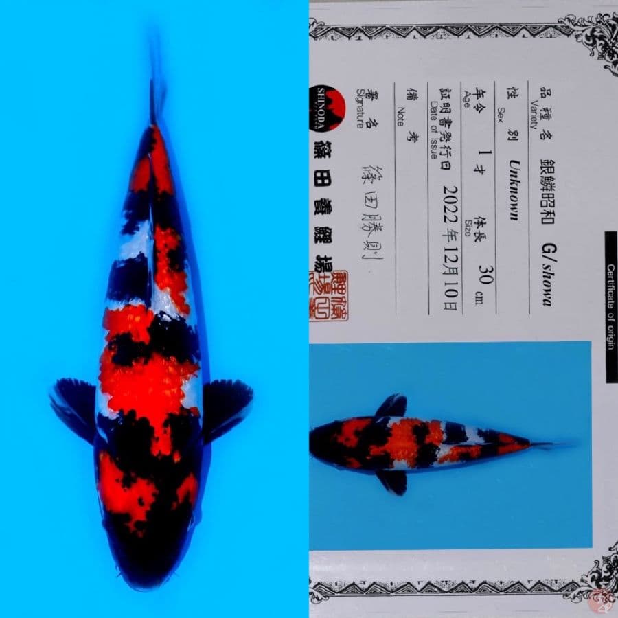 SHINODA GINRIN SHOWA HQ 44CM