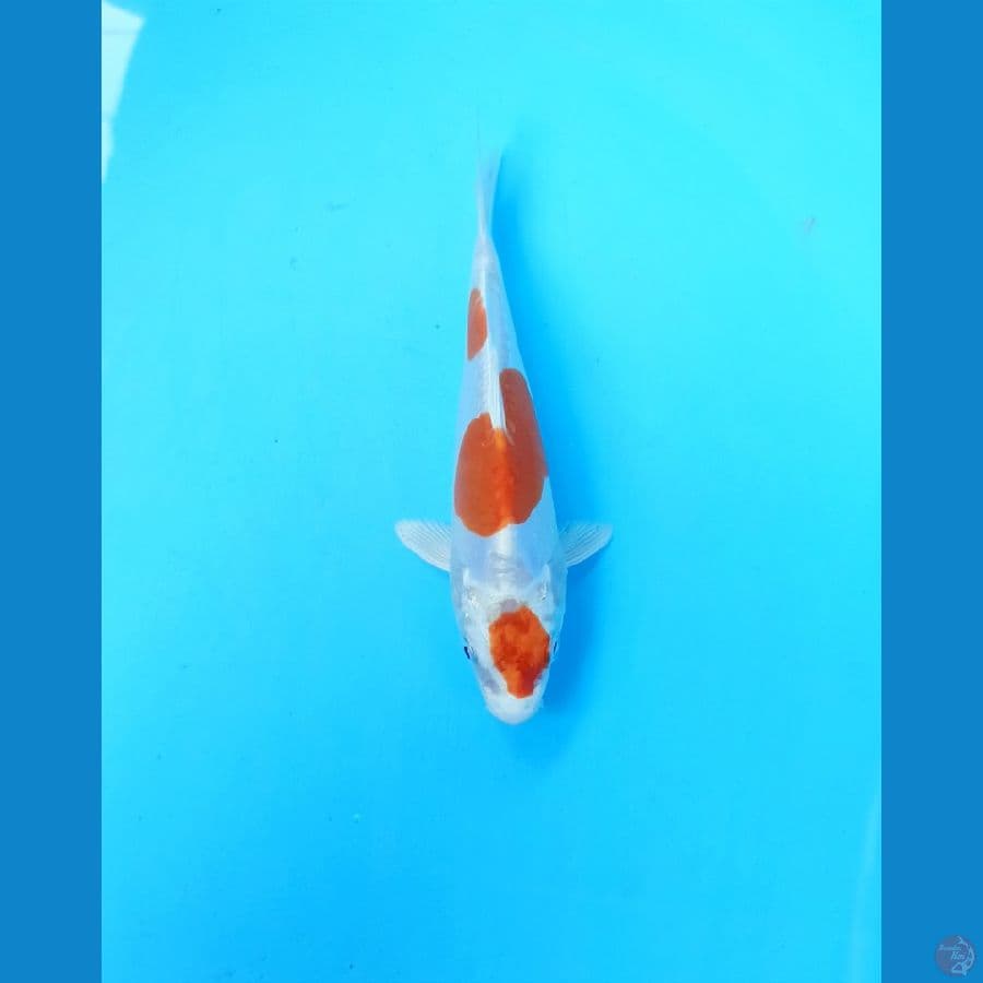 kikushui 17cm