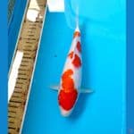 kohaku 23 cm 
