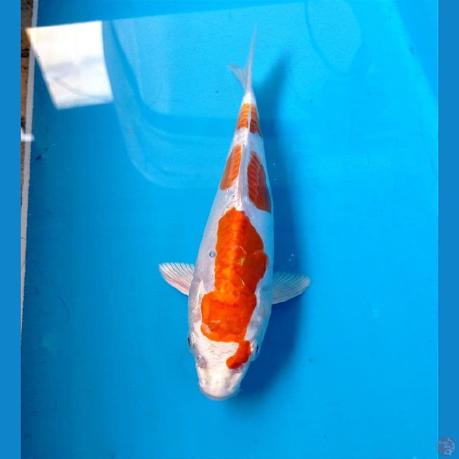 kikhusui 19 cm