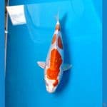 kikhusui 19 cm 