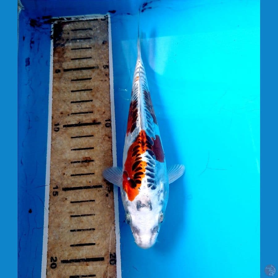 kikokuryu 17 cm