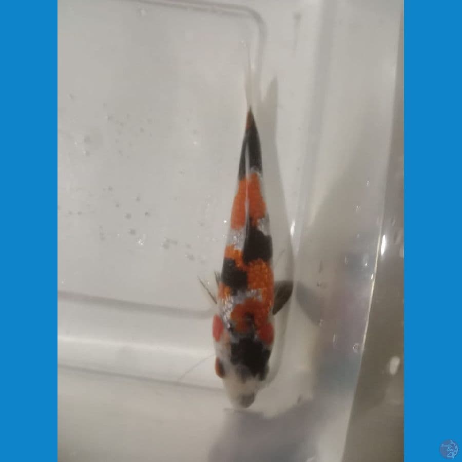 Showa Ginrin 10 cm