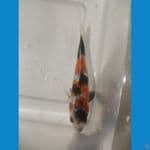 Showa Ginrin 10 cm