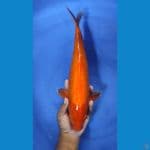 #RED KARASI MATA MERAH #SIZE 45 CM #SEX JANTAN