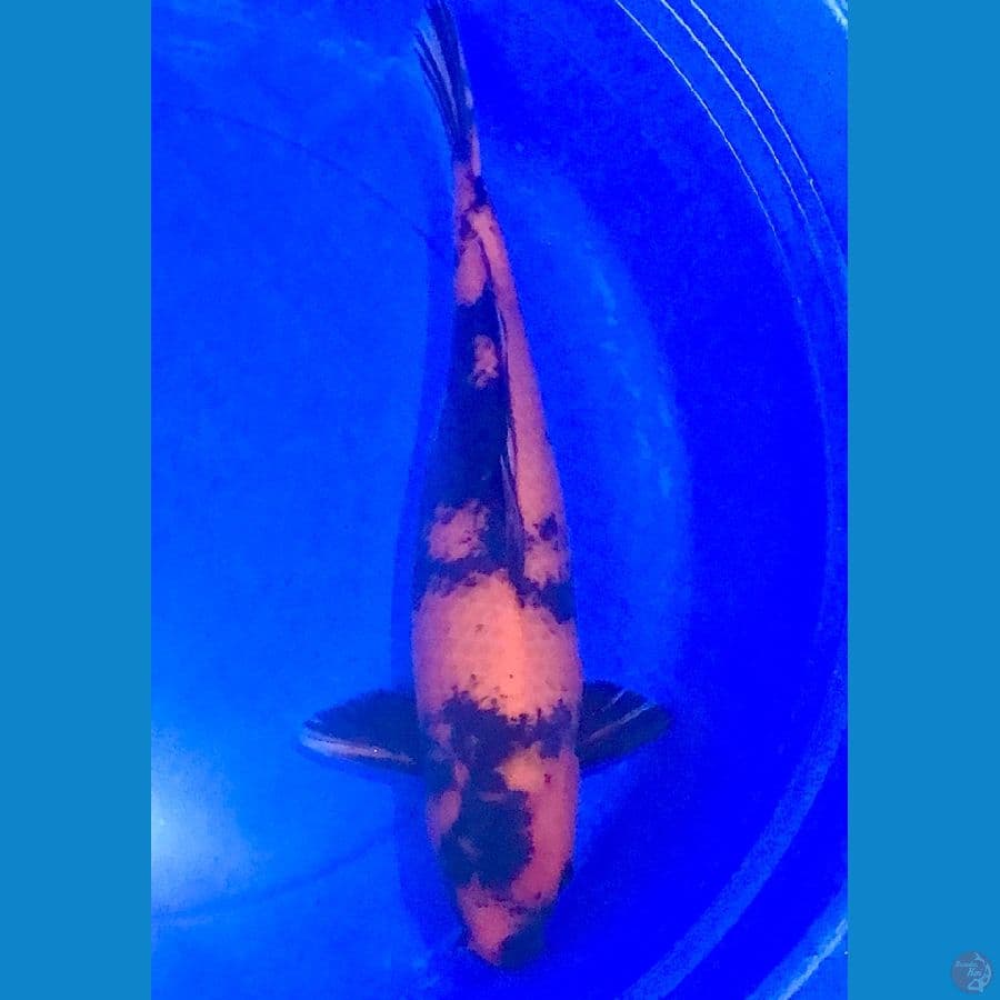 Hi utsuri 48cm Shinoda Koi farm
