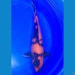 Hi utsuri 48cm Shinoda Koi farm
