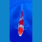 Kohaku 21cm
