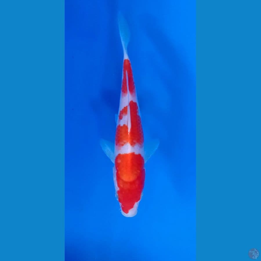 Kohaku 20cm