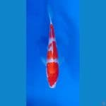 Kohaku 20cm
