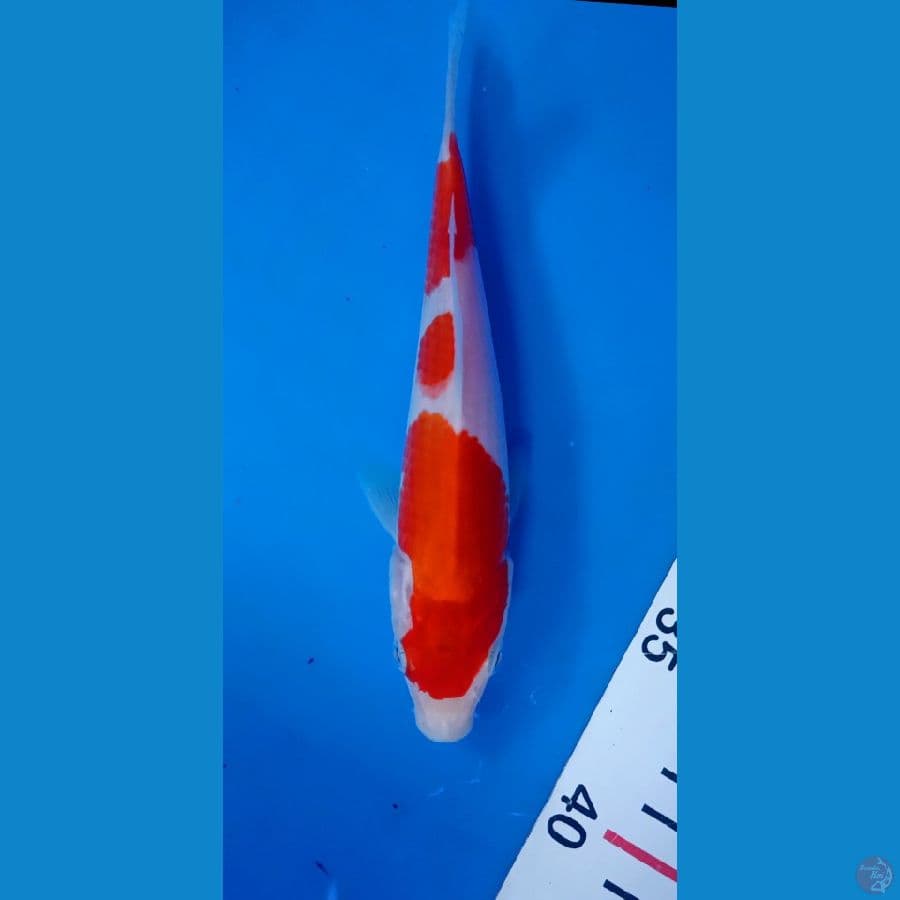 Kohaku 19cm
