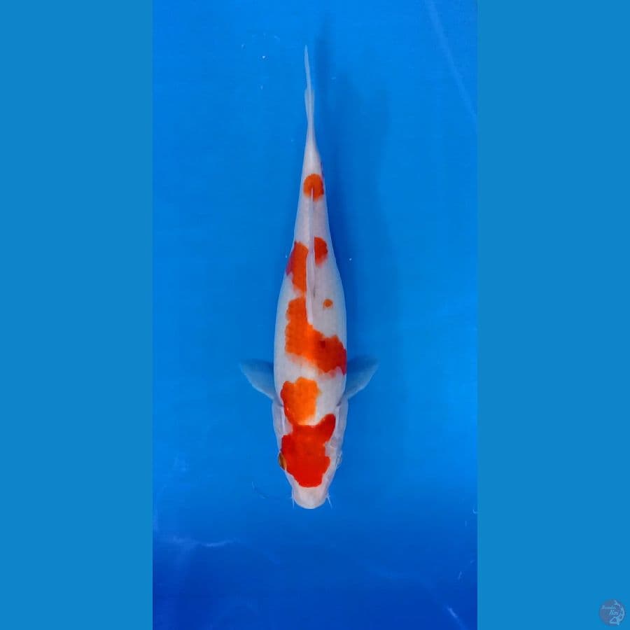Kohaku 22cm