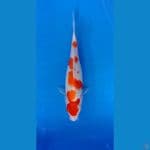 Kohaku 22cm