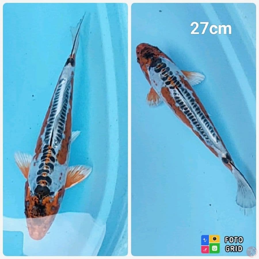 Shusui klasik 27cm
