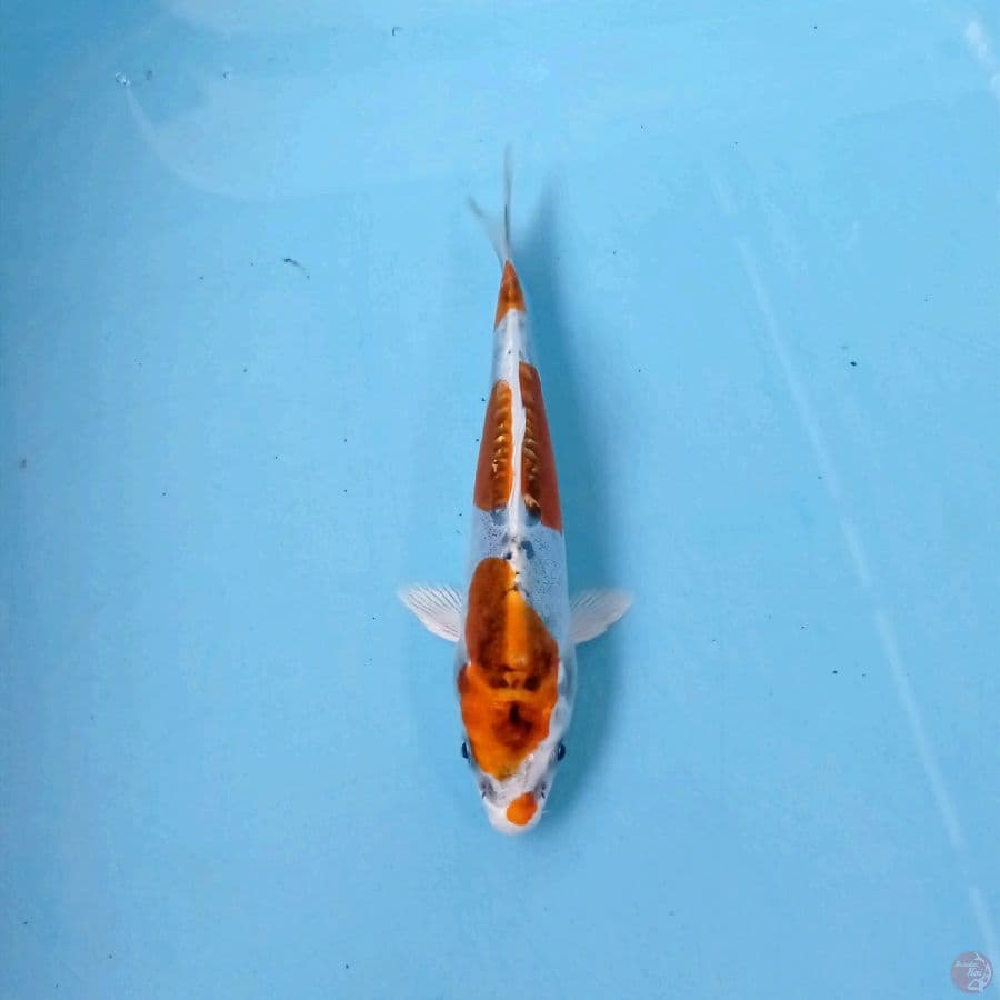 kikokuryu, 15 cm