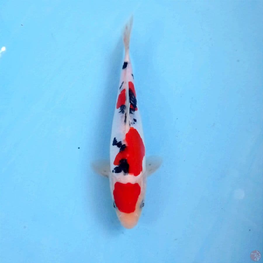 sanke doitsu, 22 cm
