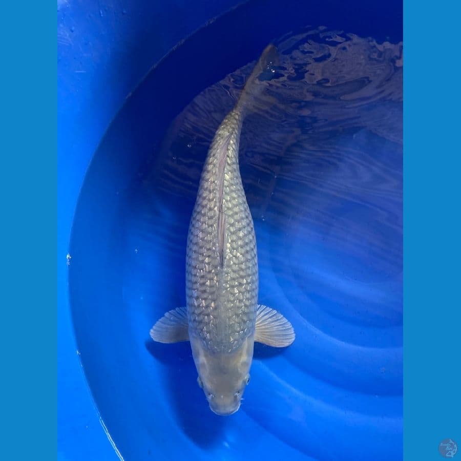 60 jumbo soragoi ~F