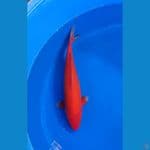 red aka 30 male