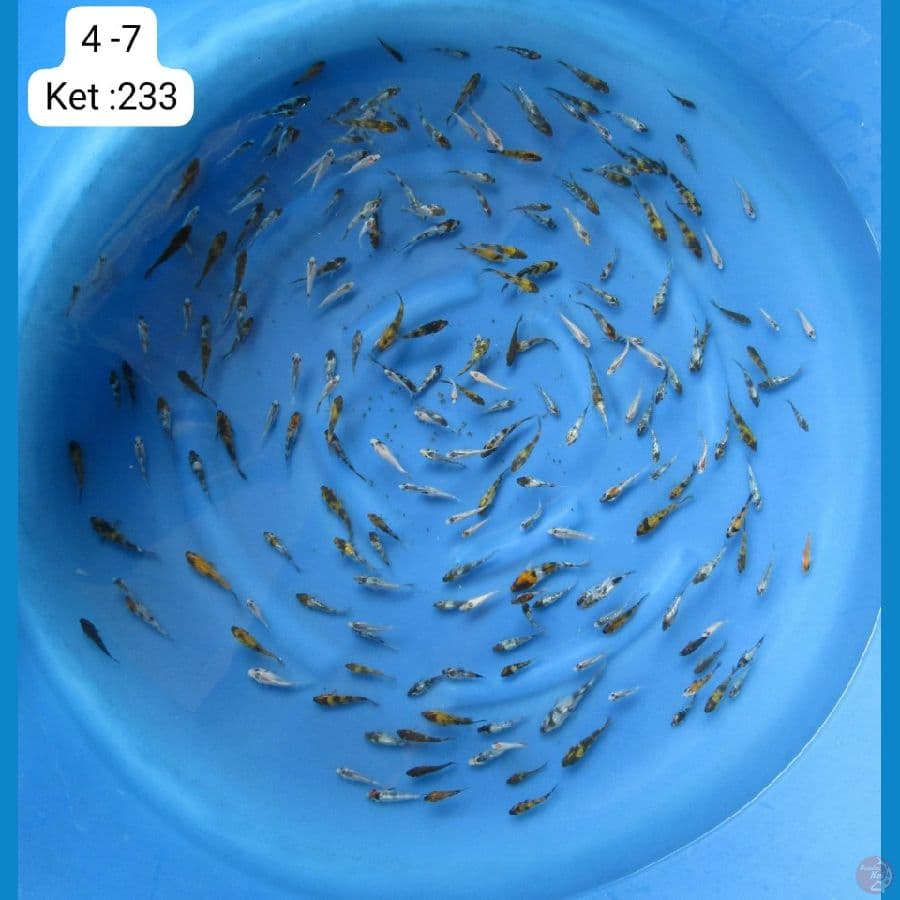4-7cm siap di besarkan 220ekor 