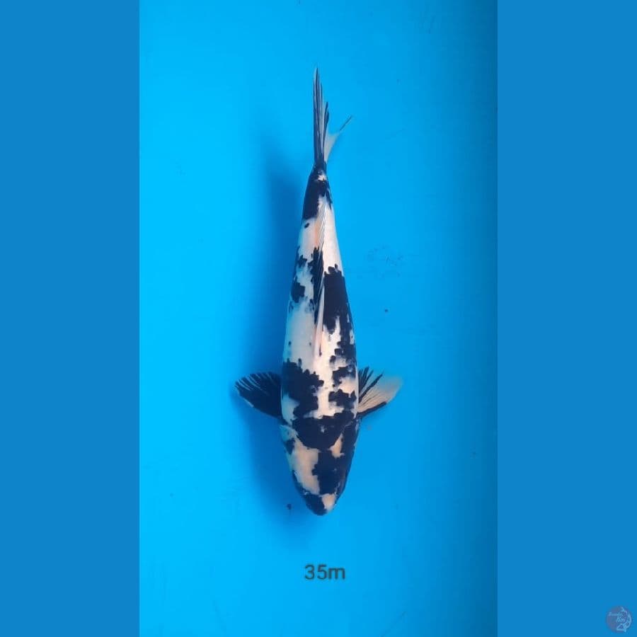 shiro 35cm male