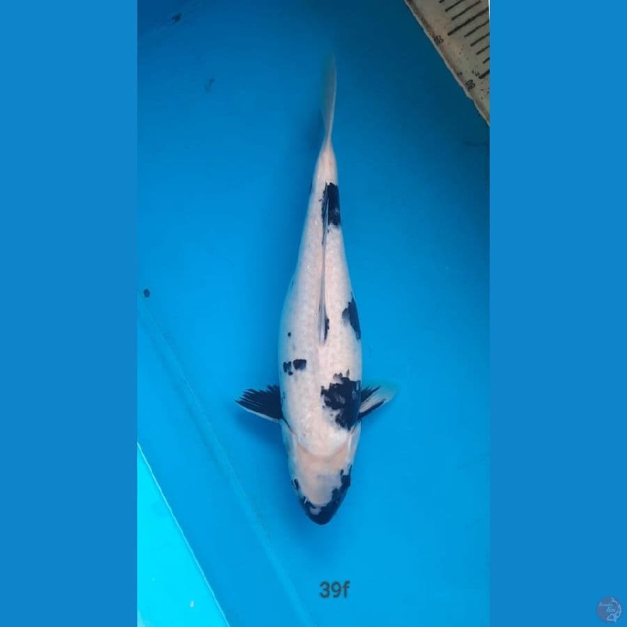 shiro 39cm female