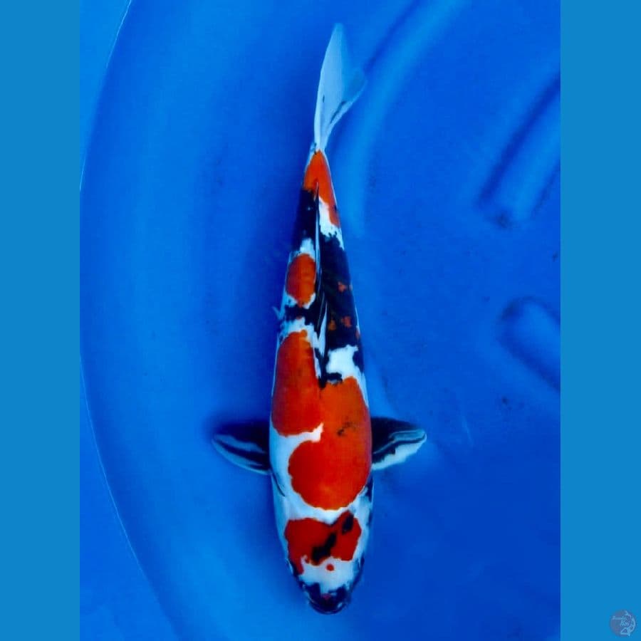 Showa doitsu 44cm