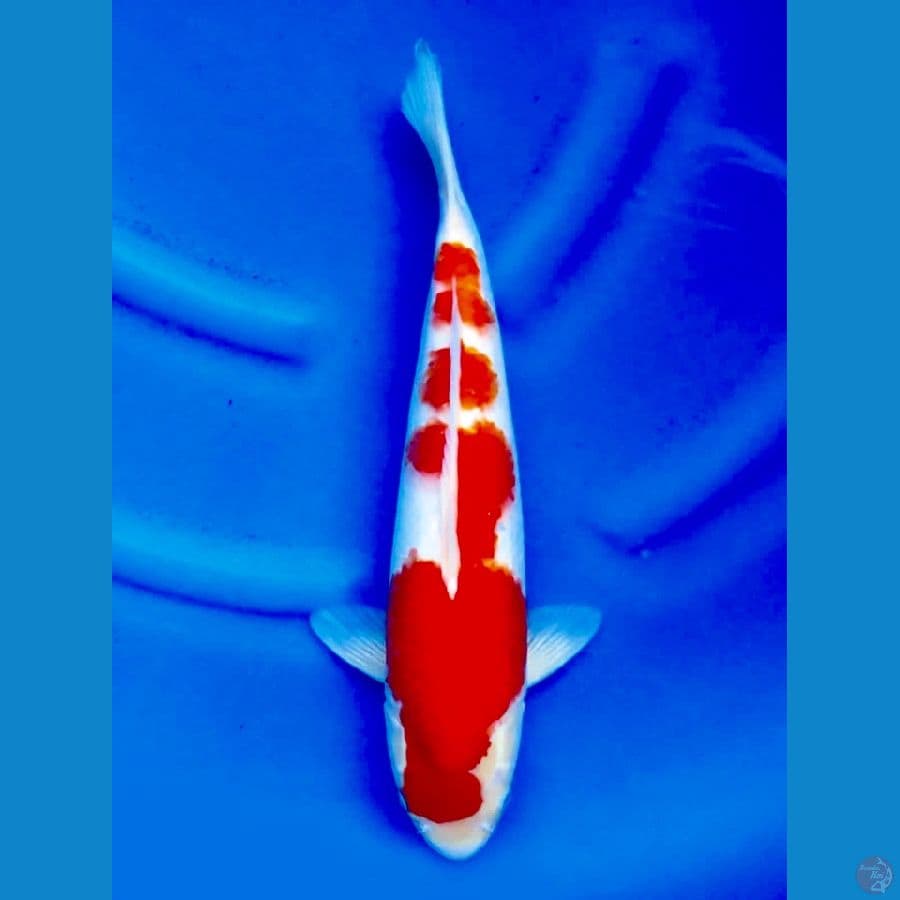 kohaku 40cm