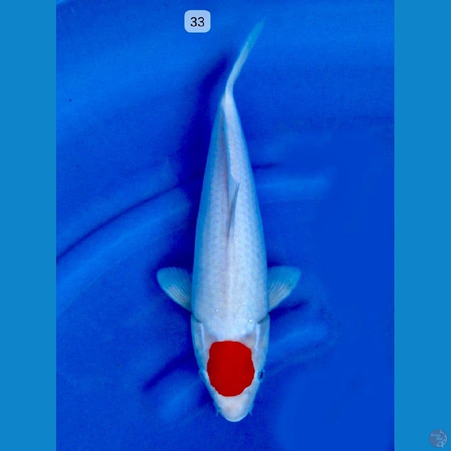 tancho kohaku ori