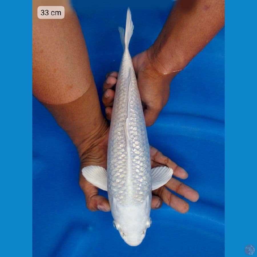 platinum 33cm 