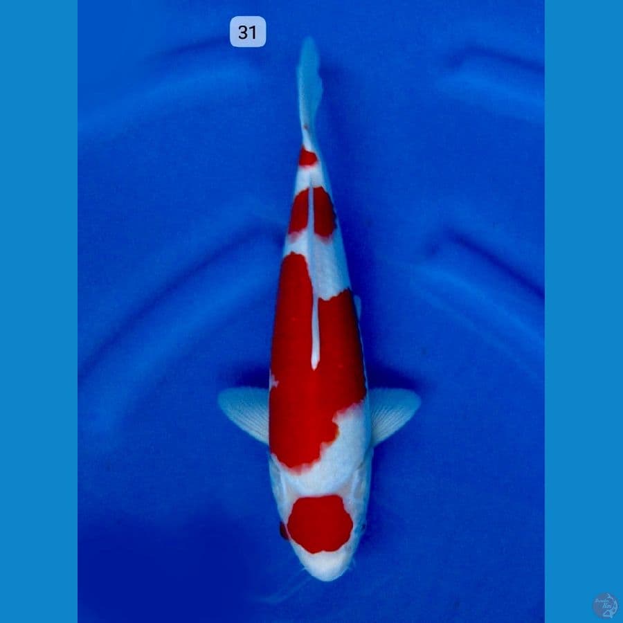 kohaku maruten ori 