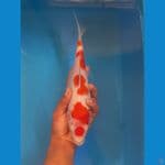 kohaku 28cm