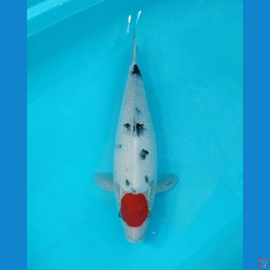 BIS - TANCHO SANKE 38CM 