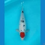 BIS - TANCHO SANKE 38CM 