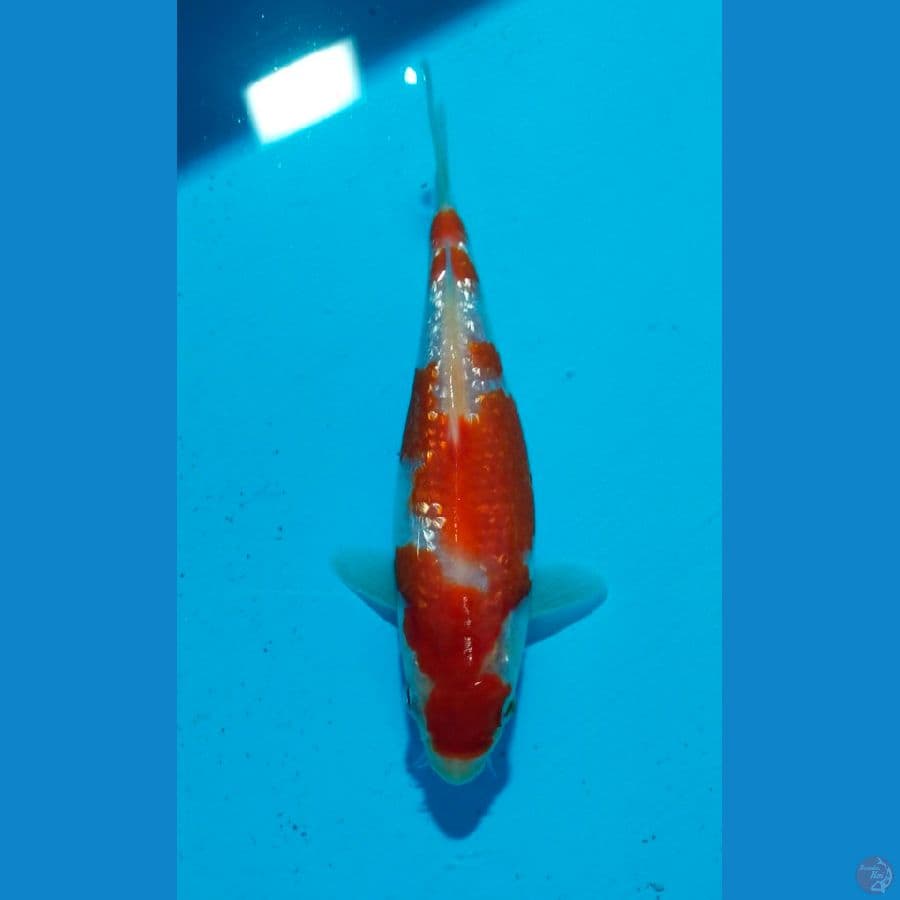 kohaku ginrin 18cm