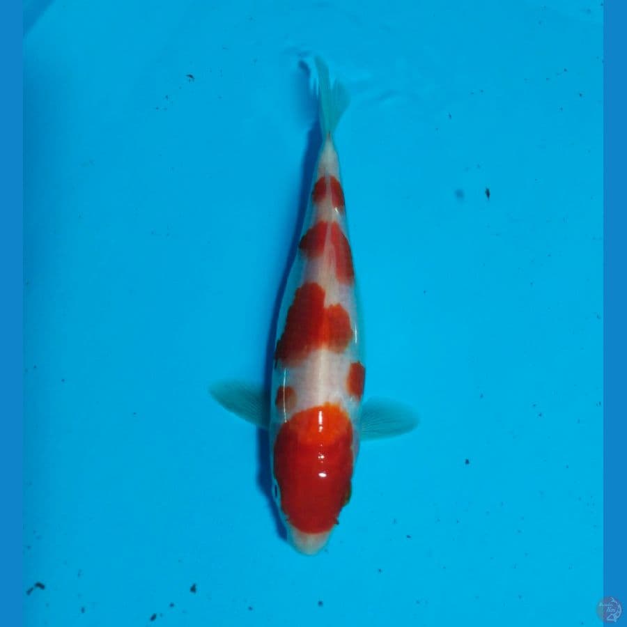 kohaku