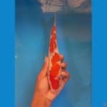 kohaku 25cm male