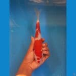kohaku 24cm