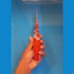 kohaku 23cm