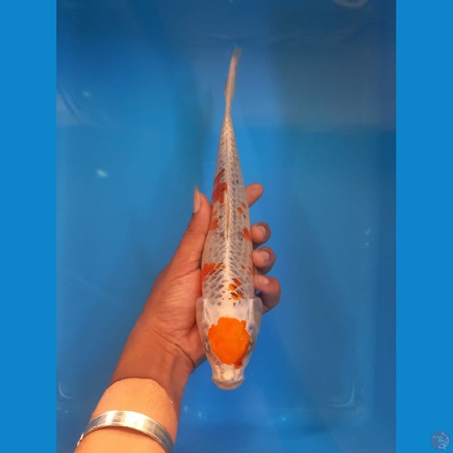 maruten kujaku 28cm